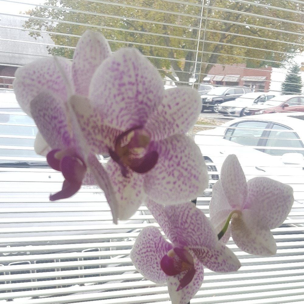 Meet your Posher, Janelle